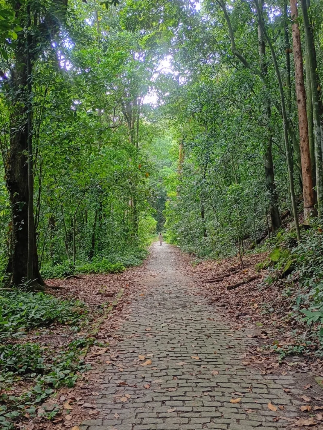 Caminho na floresta